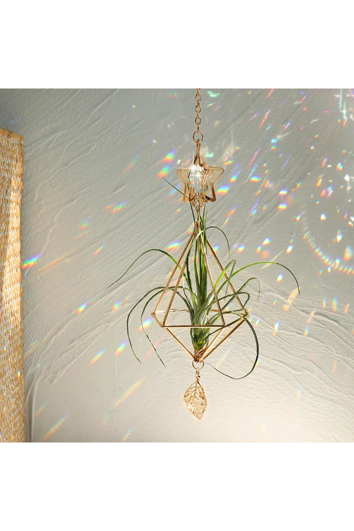 Air Plant Sun Catcher | Bowlift