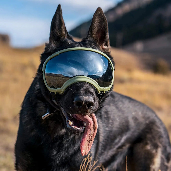 Dog sunglasses with UV protection windproof adjustable Bowlift