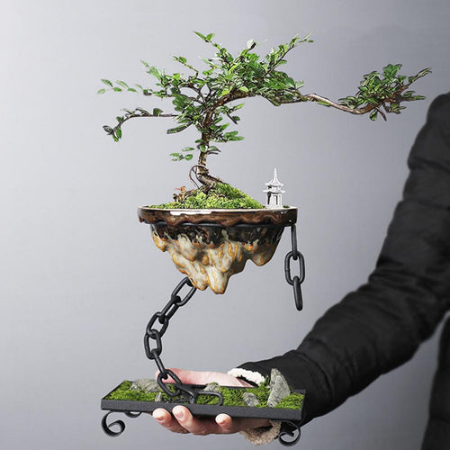 BowLift | Plant Pot Floating Bonsai Hanging Display Bowl