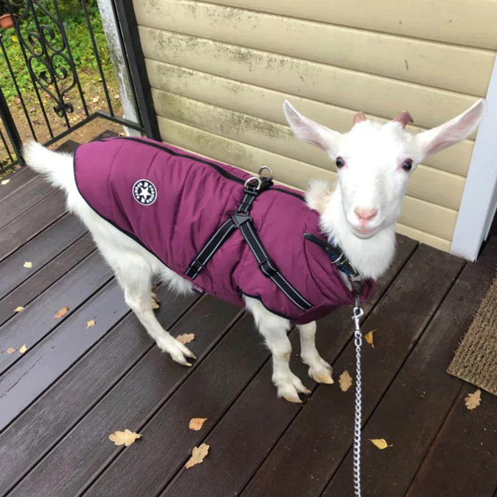 BowLift | Frost protection for your pet
