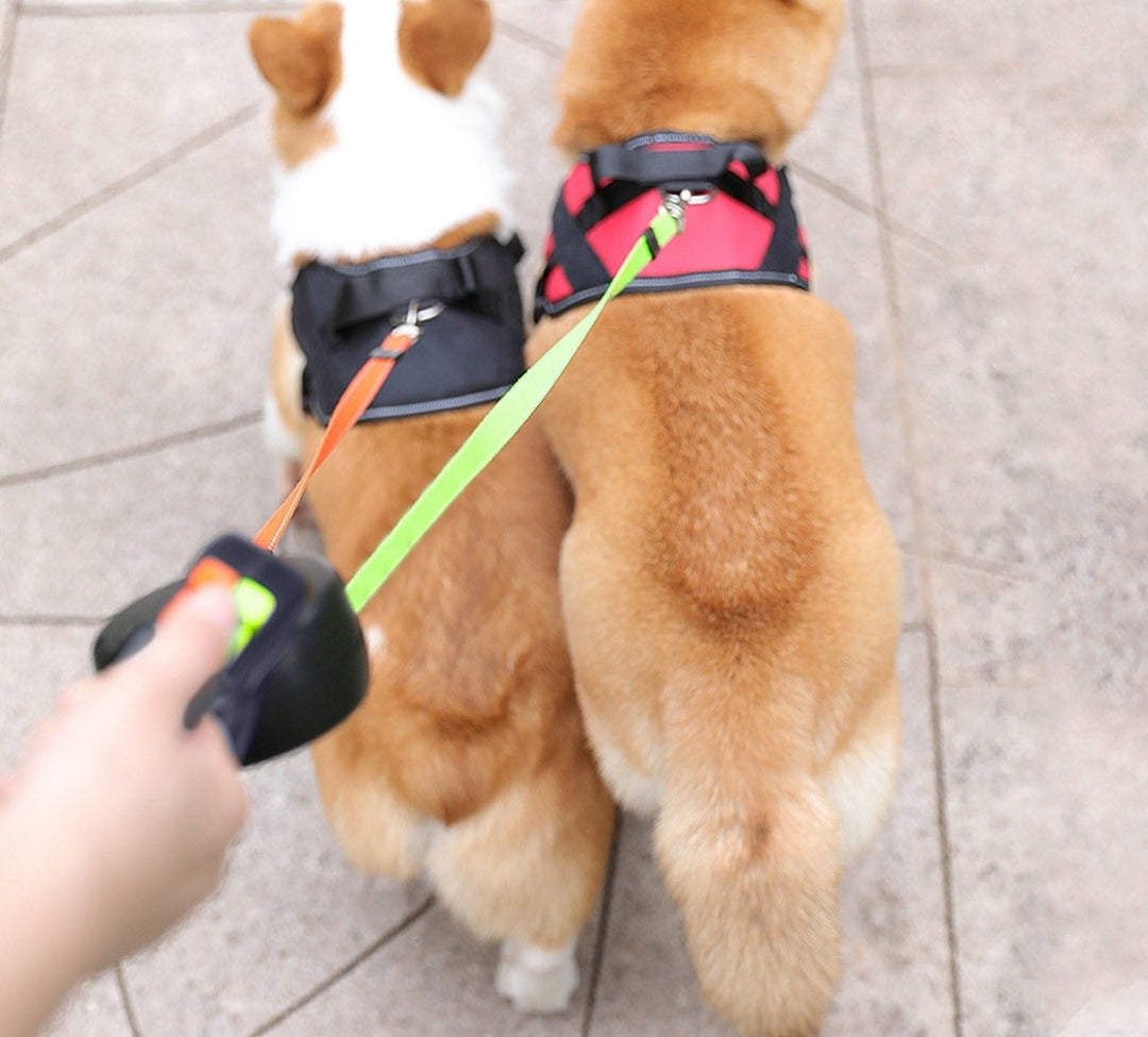 The Ultimate Solution for Dogs Bowlift