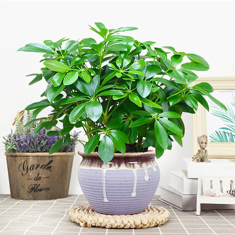 BowLift | Artificial Plant EverLeaf 33 | 33 cm | With Stem & Leaves | Low-Maintenance Decor for Home & Office