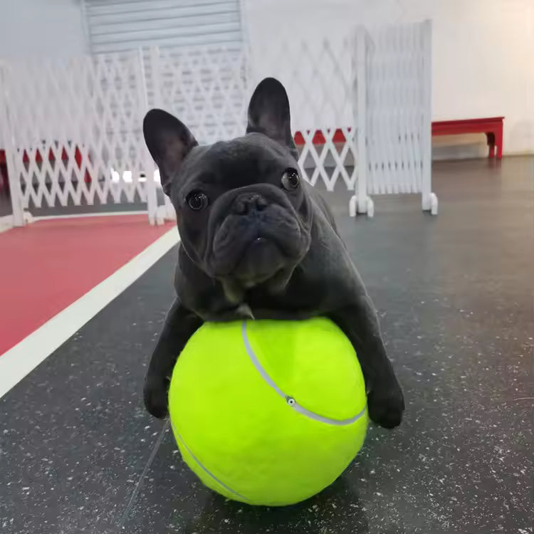 Extra large tennis ball for dogs Bowlift