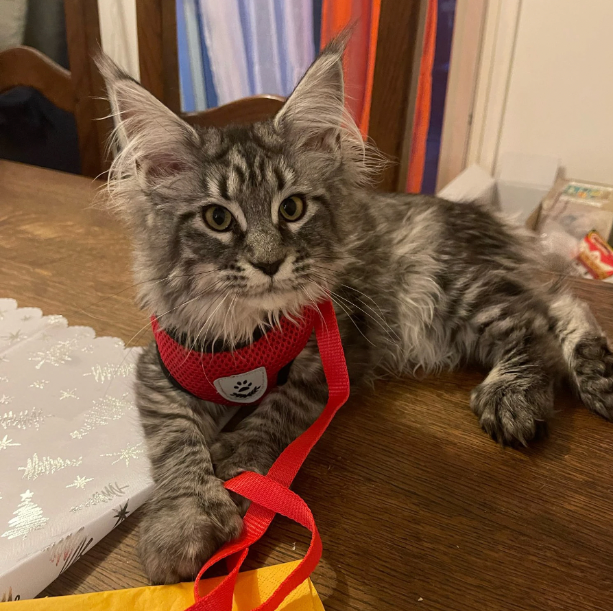 BowLift | Comfortable Cat Harness and Leash Set, Adjustable Breathable Design for Safe Outdoor Adventures – Best Cat Harness for Kittens and Cats