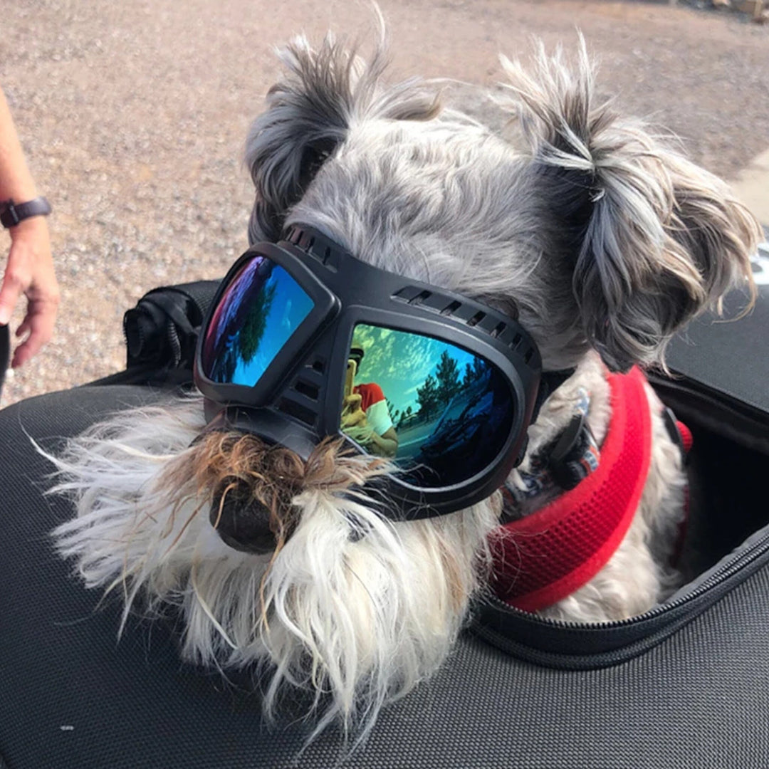 Bowlift Shadow Dog Goggles