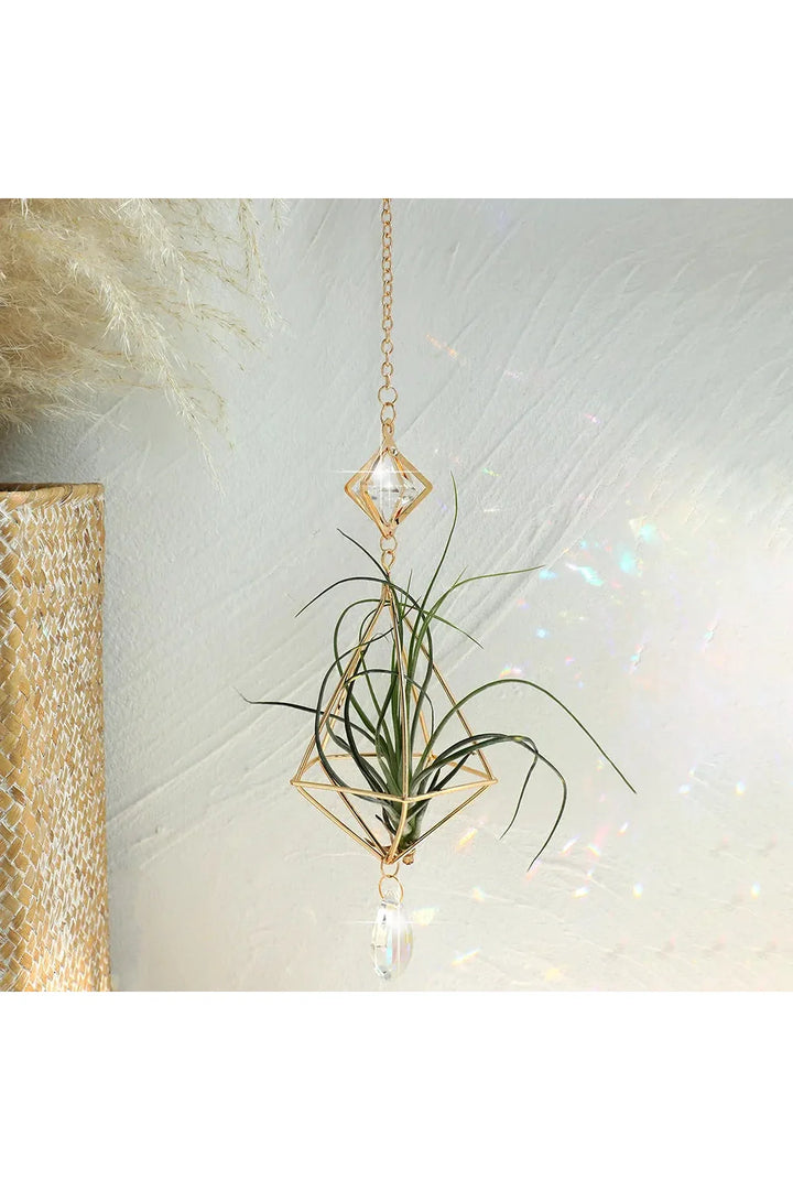 Air Plant Sun Catcher | Bowlift