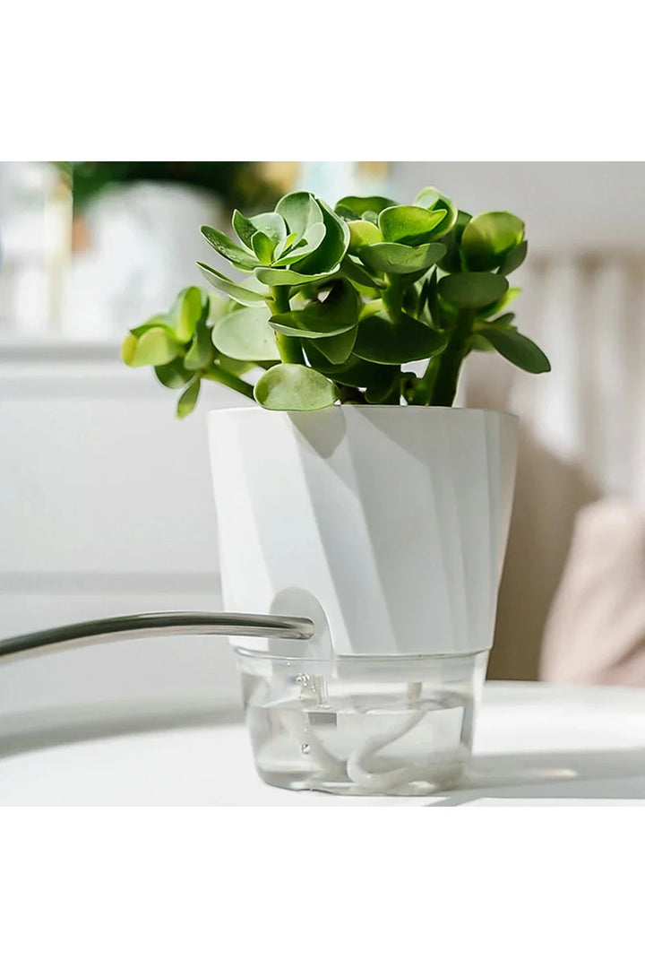 Transparent office plant pot | Bowlift