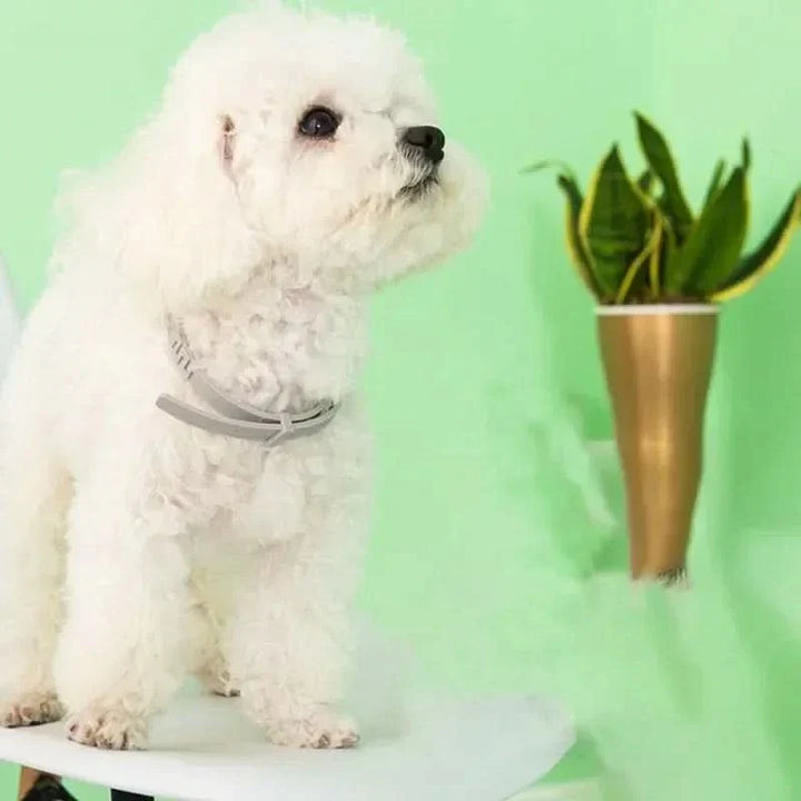 BowLift | FLASHIELD COLLAR – Herbal flea & tick protection collar for dogs & cats