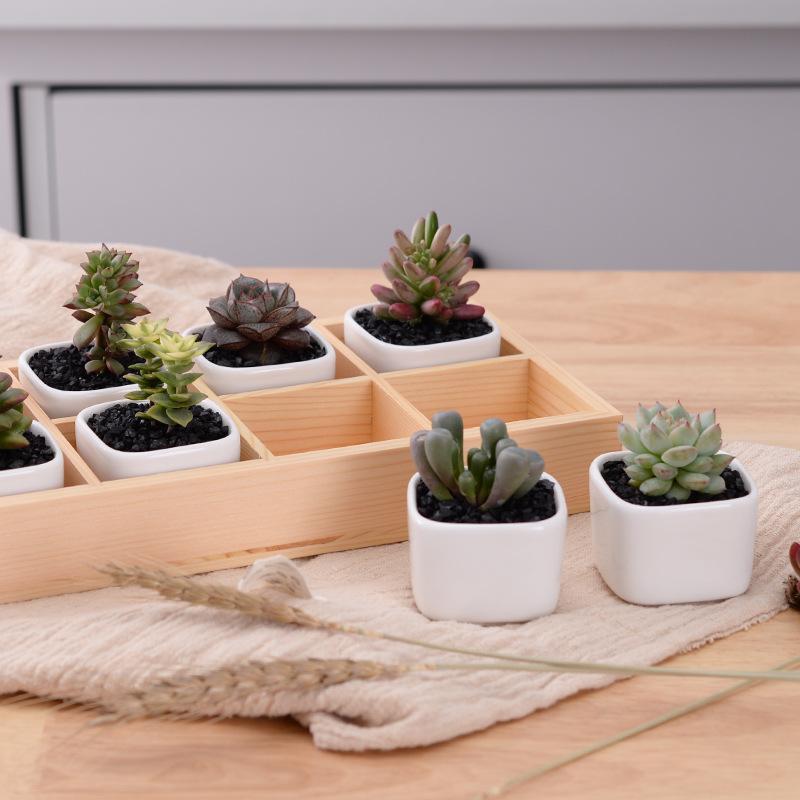 BowLift | Mini Planter Tray Set