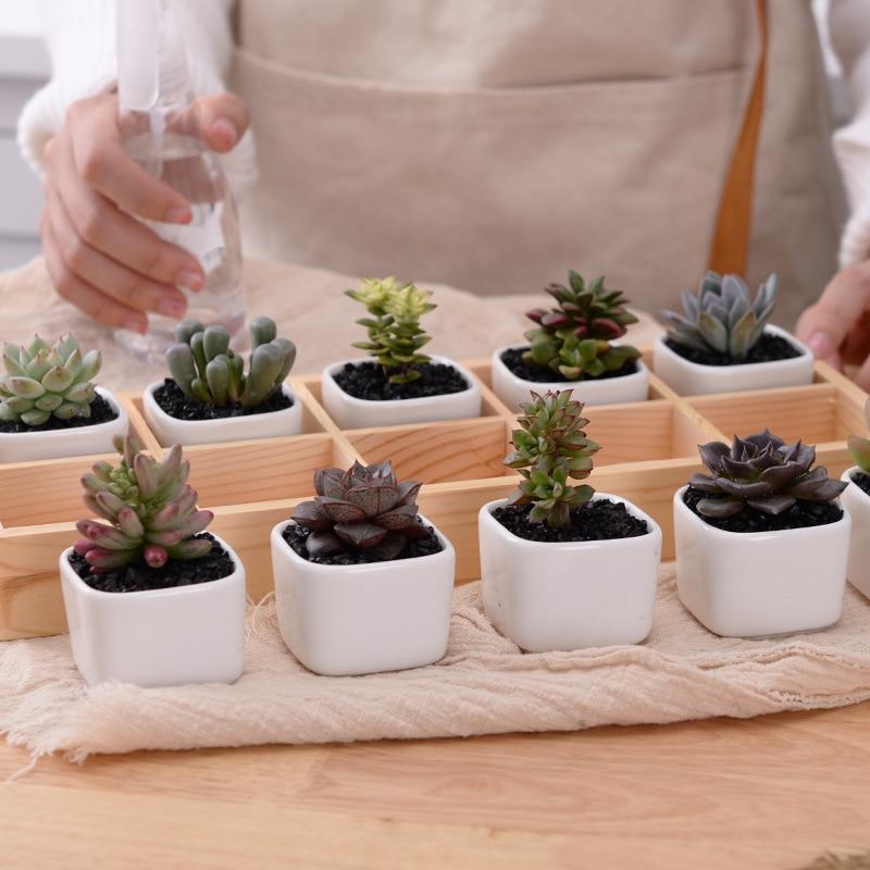 BowLift | Mini Planter Tray Set