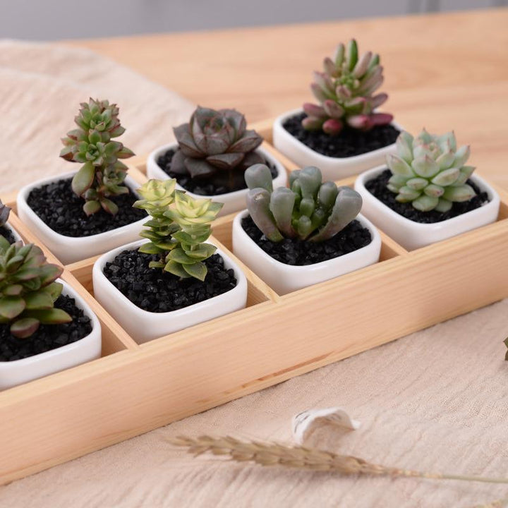 BowLift | Mini Planter Tray Set