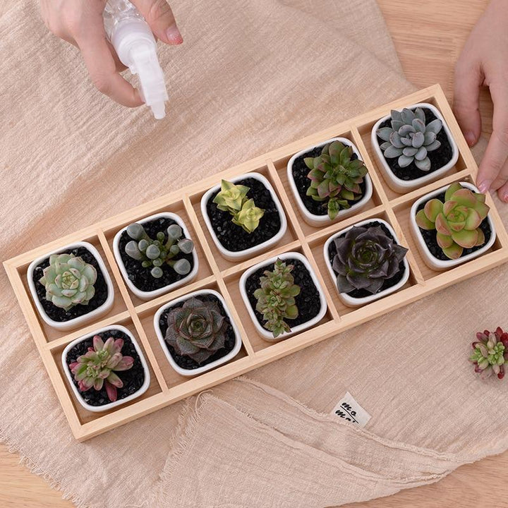 BowLift | Mini Planter Tray Set