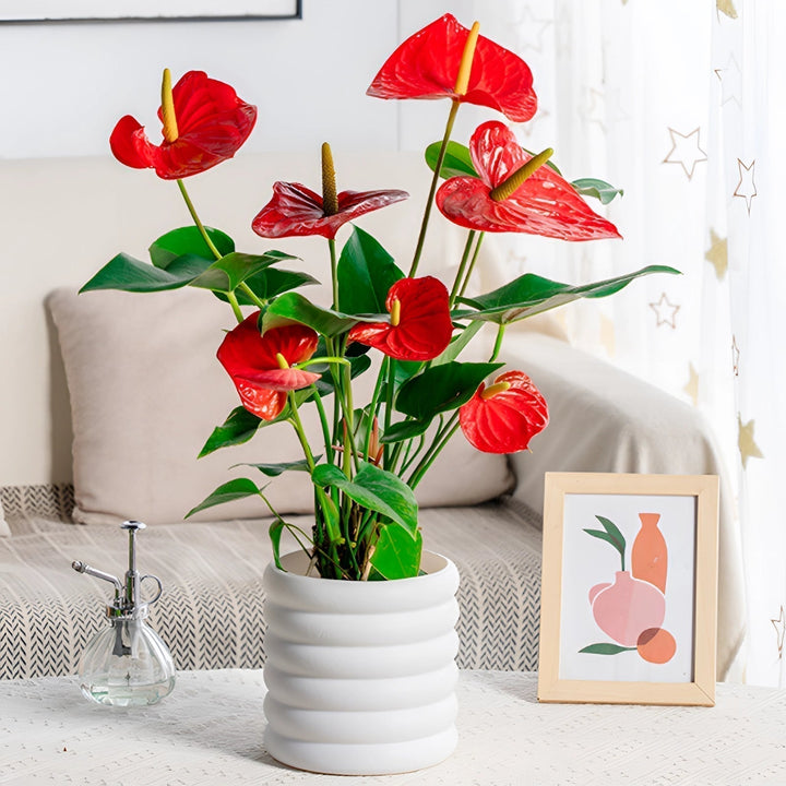BowLift | PureLeaf – Stylish air-purifying houseplant for a fresh and elegant atmosphere
