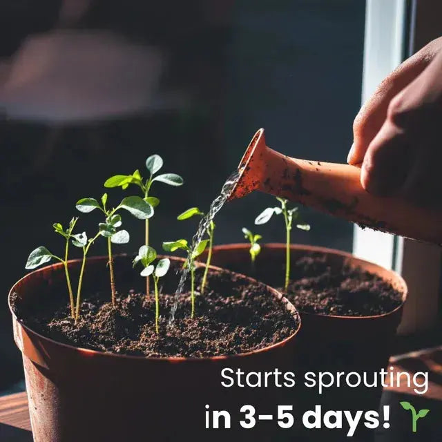 BowLift | Eco-friendly Plantable Seed Calendar 2025 – Grow Year-Round