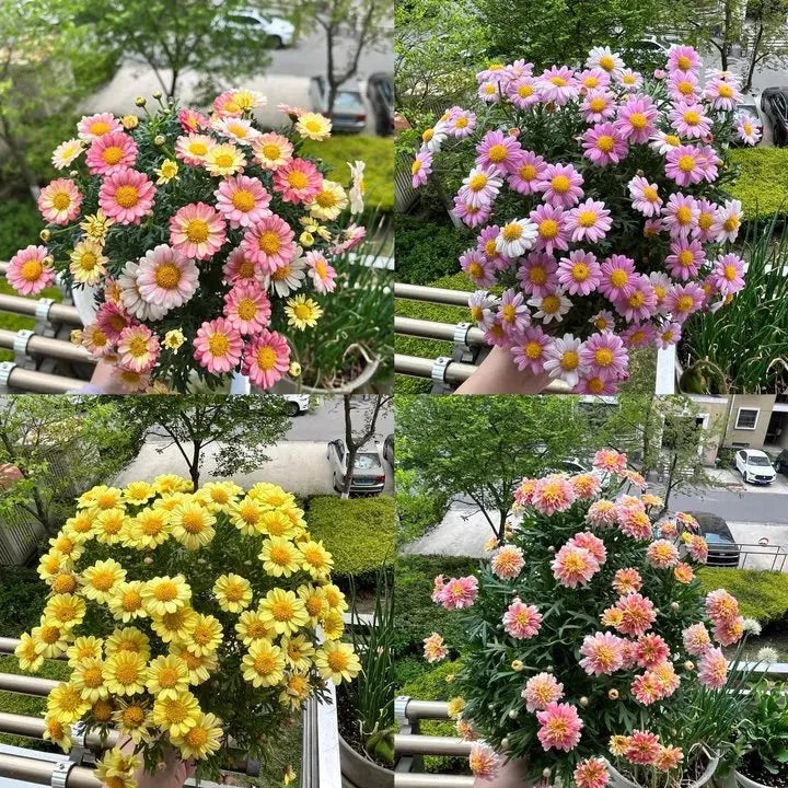 BowLift | Eco-friendly Plantable Seed Calendar 2025 – Grow Year-Round