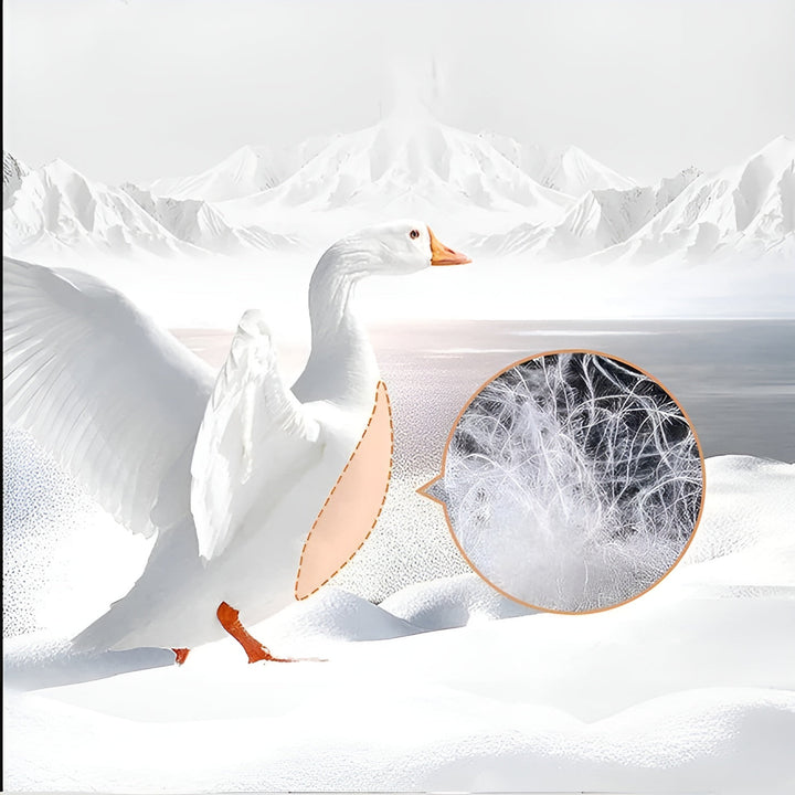 Down pillows with goose down – Luxurious, soft, and hypoallergenic | 100% cotton with optimal neck support | Bowlift