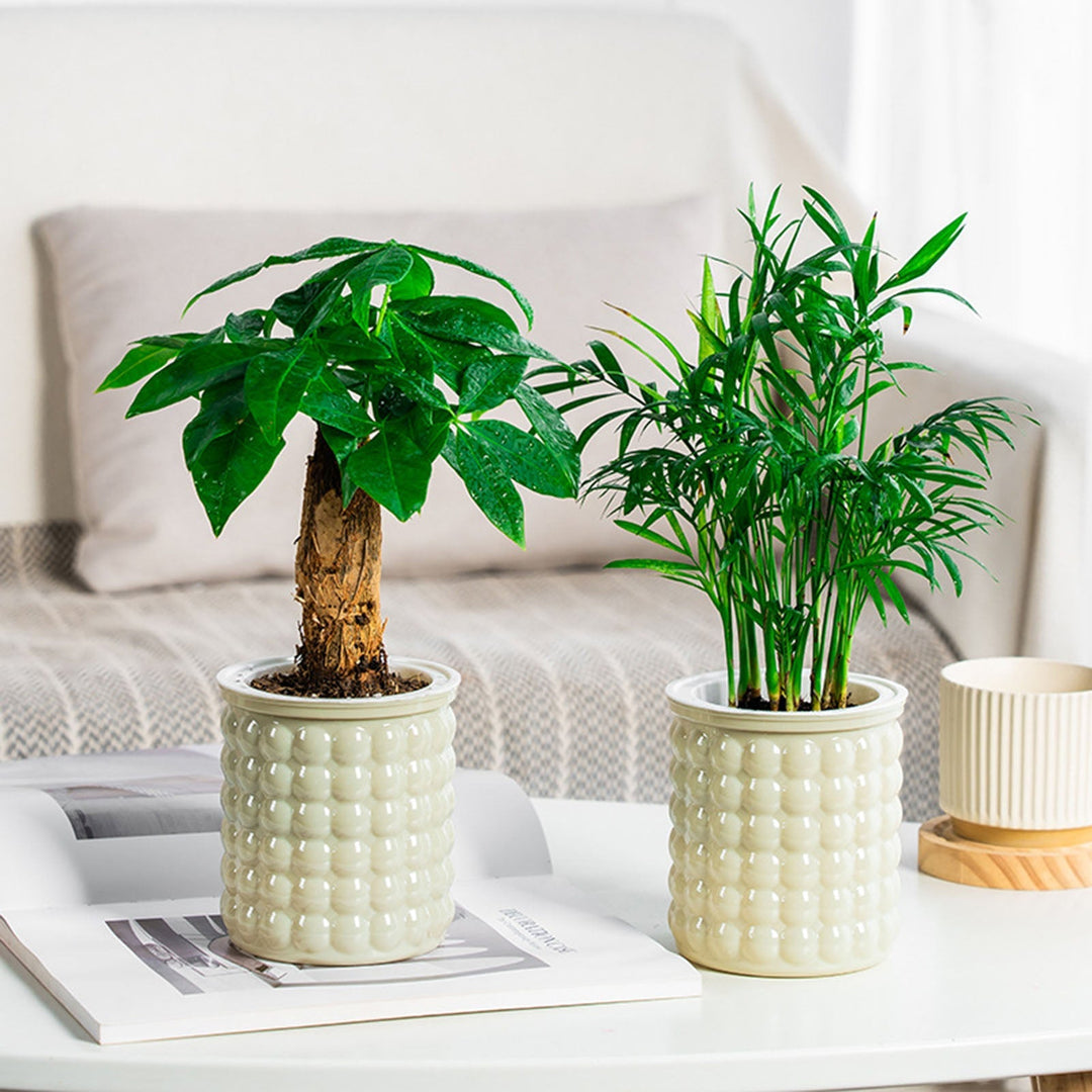 BowLift | Self-Watering Hydroponic Succulent Planter