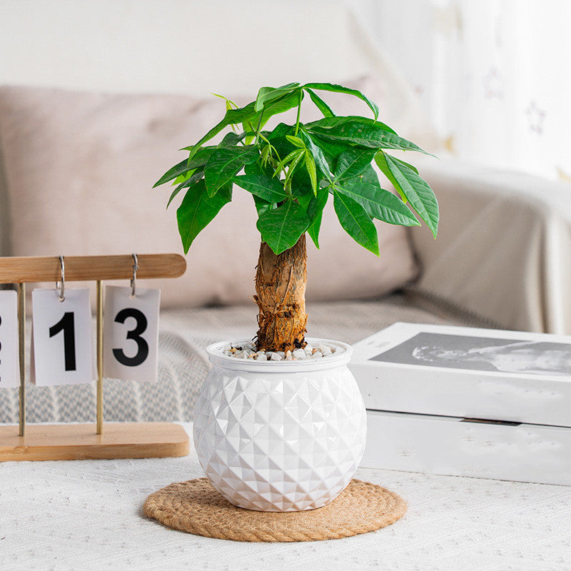 BowLift | Self-Watering Succulent Plant Pot with Fish Tank