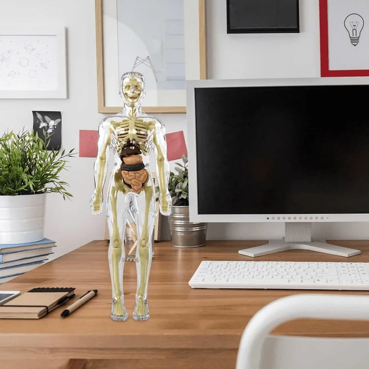 BowLift | Clear Human Body Structure Model