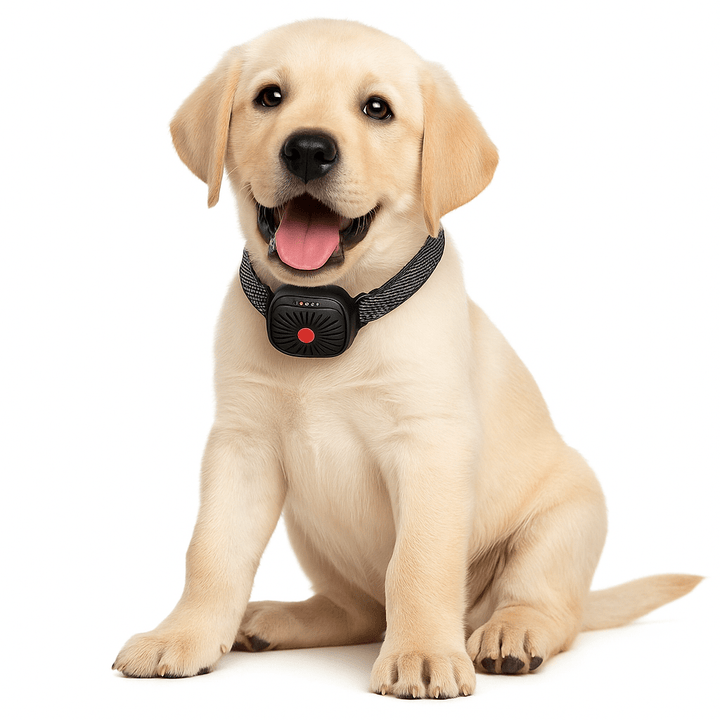 BowLift | BarkLess Nano – Gentle Anti-Bark Collar for Puppies & Small Dogs
