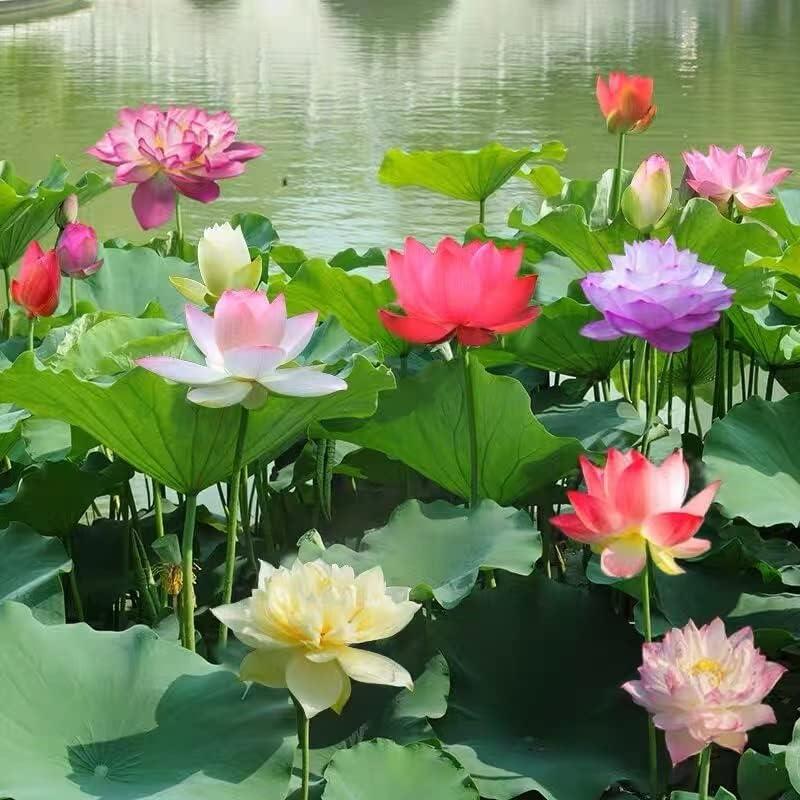 LotusWaters – Bonsai Water Garden Seeds for Pond and Balcony | Bowlift
