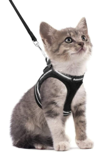 Cat Harness with Leash - AdventureKit Bowlift