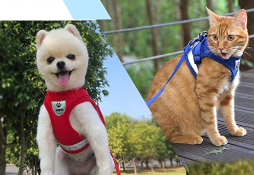 Cat Harness with Leash - AdventureKit Bowlift