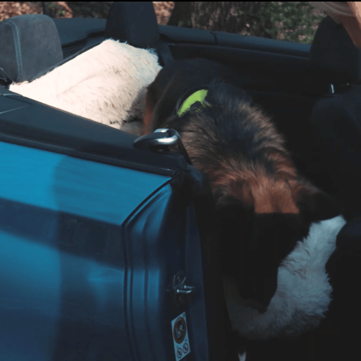 BowLift | Pet Travel Bed Memory Foam Cushion Seat