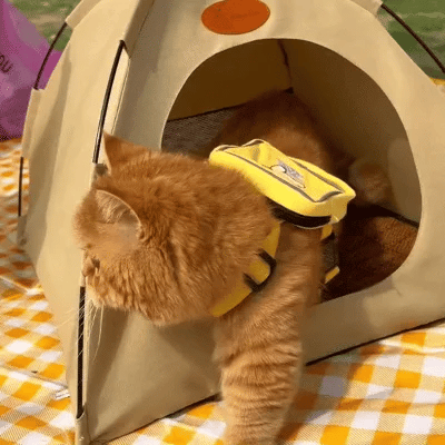 Cooling Cat Tent - CoolCat Retreat Bowlift