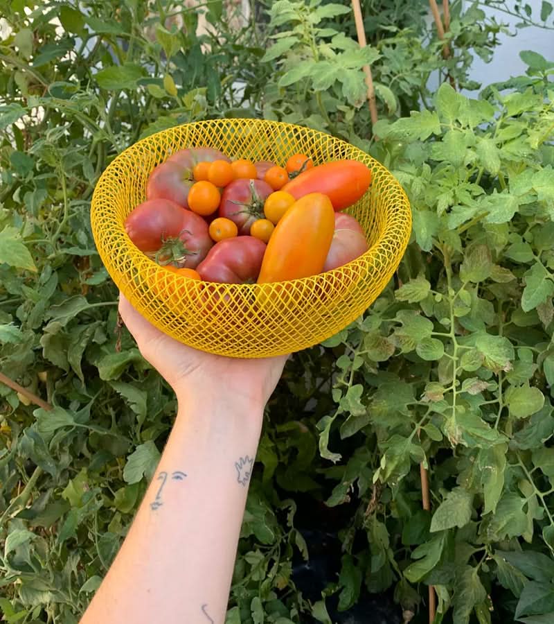 BowLift | Steel Mesh Fruit Basket with Ventilation for Fresh Storage