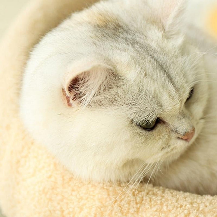 BowLift | COSYCAT Retreat – Stylish Cat Bed with Sisal Scratch Surface & Cushion