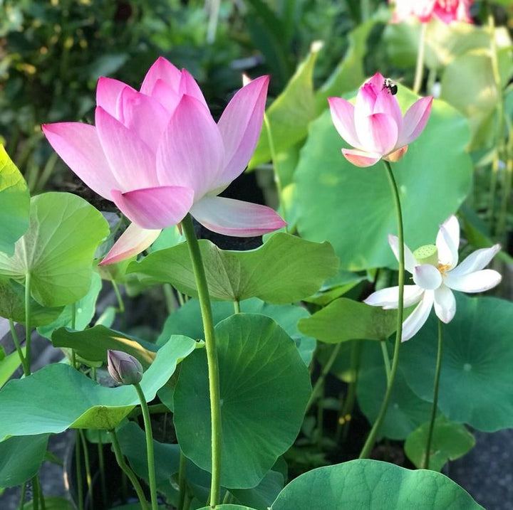 LotusWaters – Bonsai Water Garden Seeds for Pond and Balcony | Bowlift