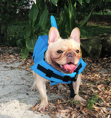 Dog Life Jacket - AquaPup Bowlift