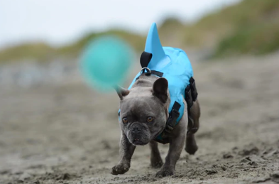Dog Life Jacket - AquaPup Bowlift
