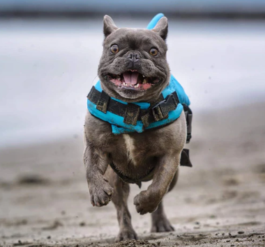 Dog Life Jacket - AquaPup Bowlift