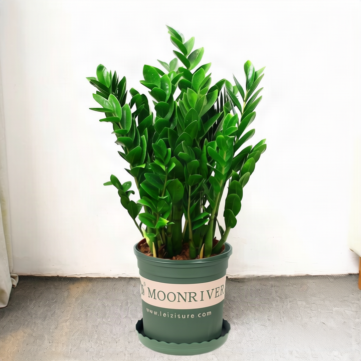 Money tree houseplant, various sizes