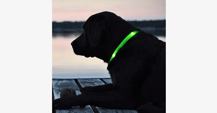 BowLift | LED Dog Collar – Keep an eye on your pet!