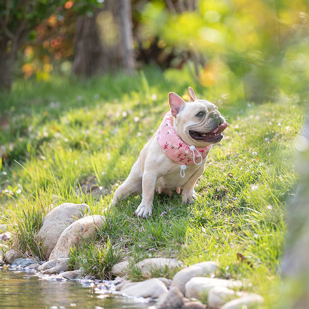 Frenchie Summer Cooling Scarf Anti-Heatstroke | Bowlift