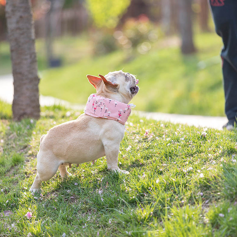 Frenchie Summer Cooling Scarf Anti-Heatstroke | Bowlift