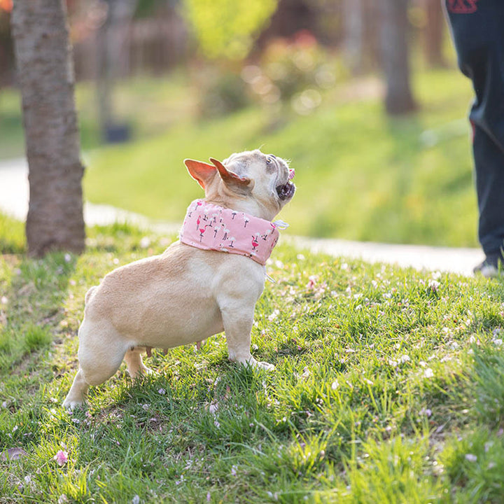 Frenchie Summer Cooling Scarf Anti-Heatstroke | Bowlift