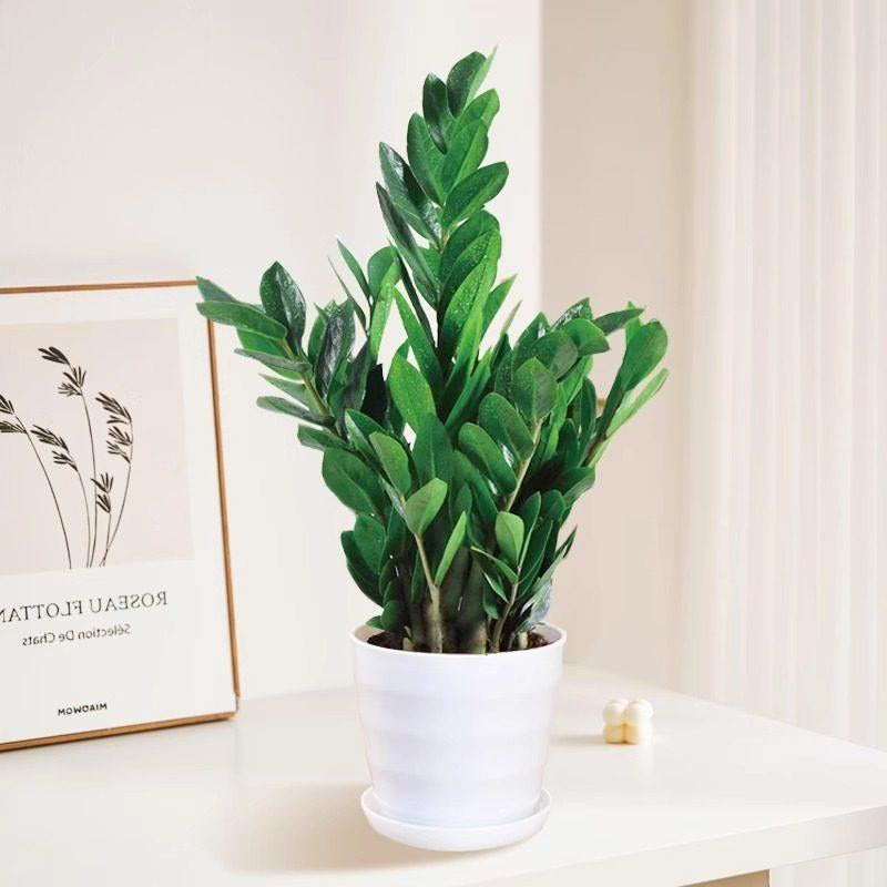 Money tree houseplant, various sizes