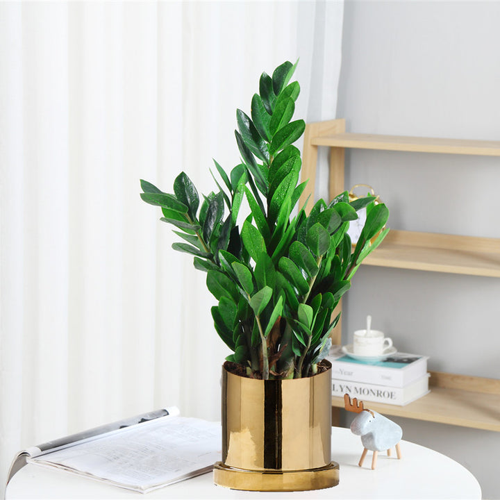 Money tree houseplant, various sizes