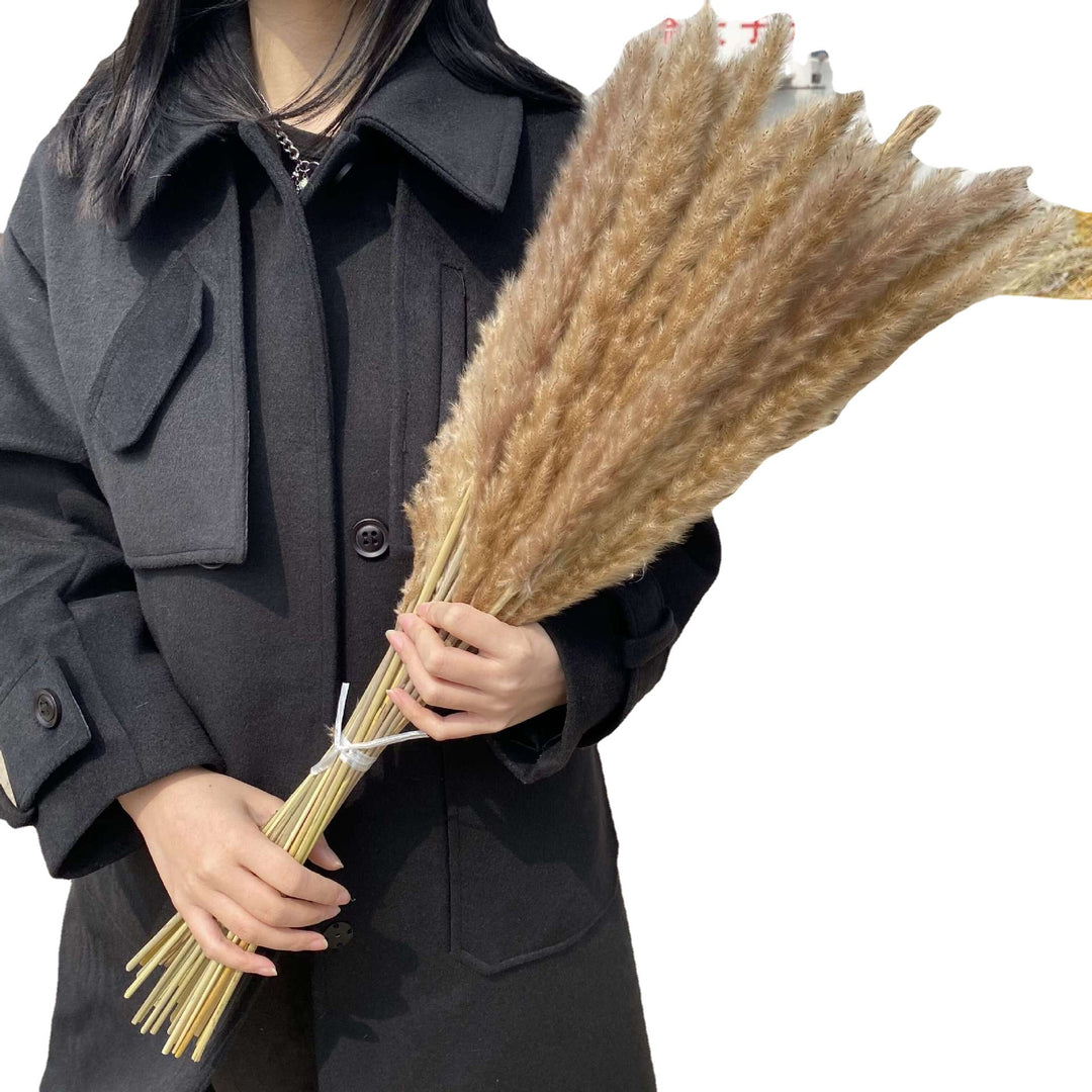 Bleached pampas grass, 145 cm, 10 pieces