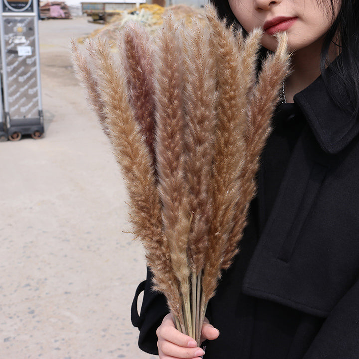 Bleached pampas grass, 145 cm, 10 pieces