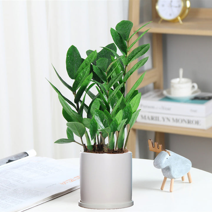 Money tree houseplant, various sizes