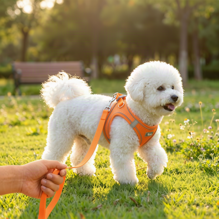 Dog harness made of fabric with leash, XS to XL