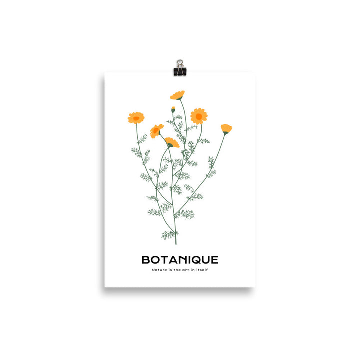 Dandelions | Bowlift