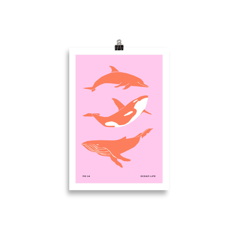 Dolphines | Bowlift