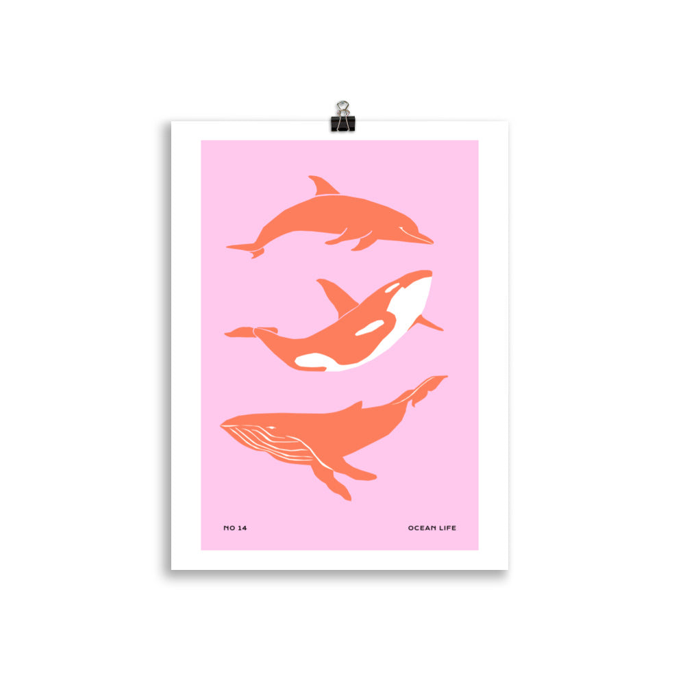Dolphines | Bowlift