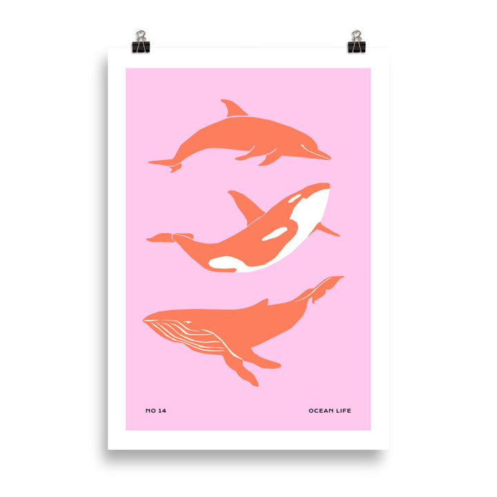 Dolphines | Bowlift